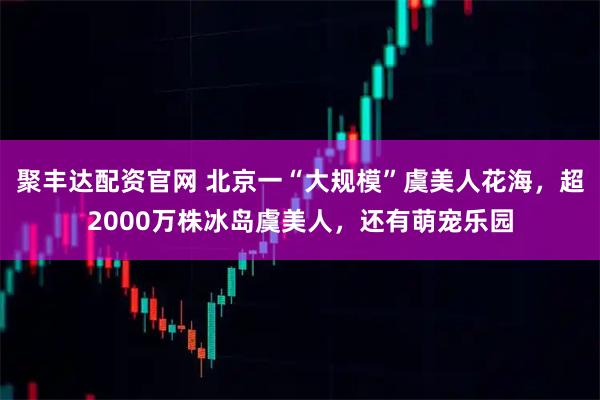 聚丰达配资官网 北京一“大规模”虞美人花海，超2000万株冰岛虞美人，还有萌宠乐园